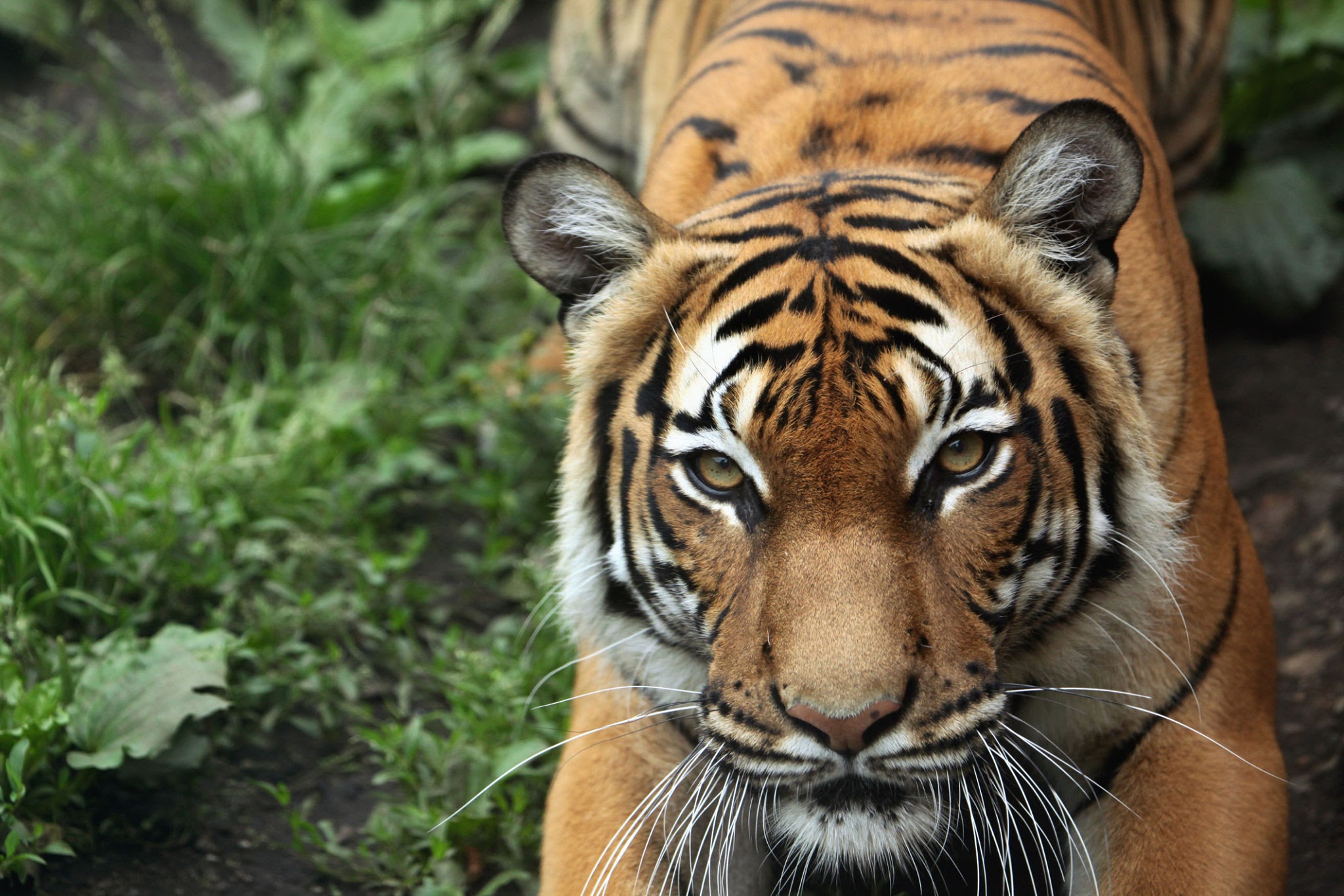 malayan-tiger